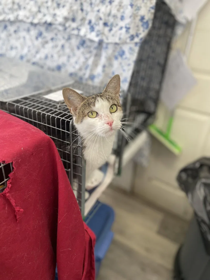 An adult medium-sized female Domestic Short Hair cat named Fiona R for adoption in Trenton, NJ