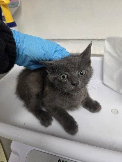 A baby small-sized male Black Domestic Short Hair cat named George for adoption in Oakland, CA