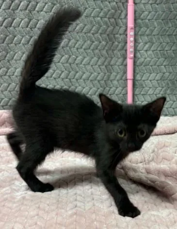 A baby small-sized female Domestic Short Hair cat named Pinterest for adoption in Lampasas, TX