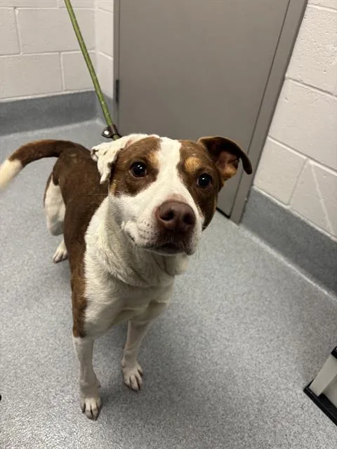 An adult medium-sized female Pit Bull Terrier dog named Amber for adoption in Indianapolis, IN