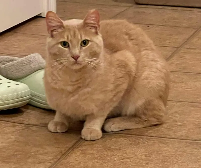 A young medium-sized male Domestic Short Hair cat named Butterscotch for adoption in Fond Du Lac, WI