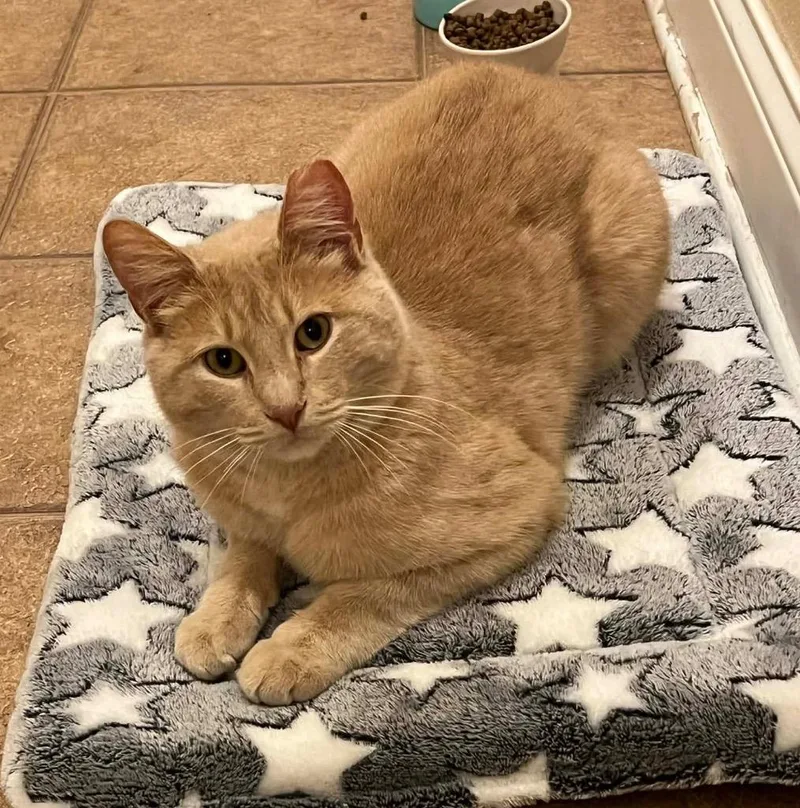 Butterscotch thumbnail 2