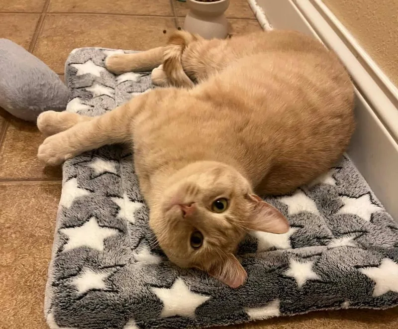 Butterscotch thumbnail 3