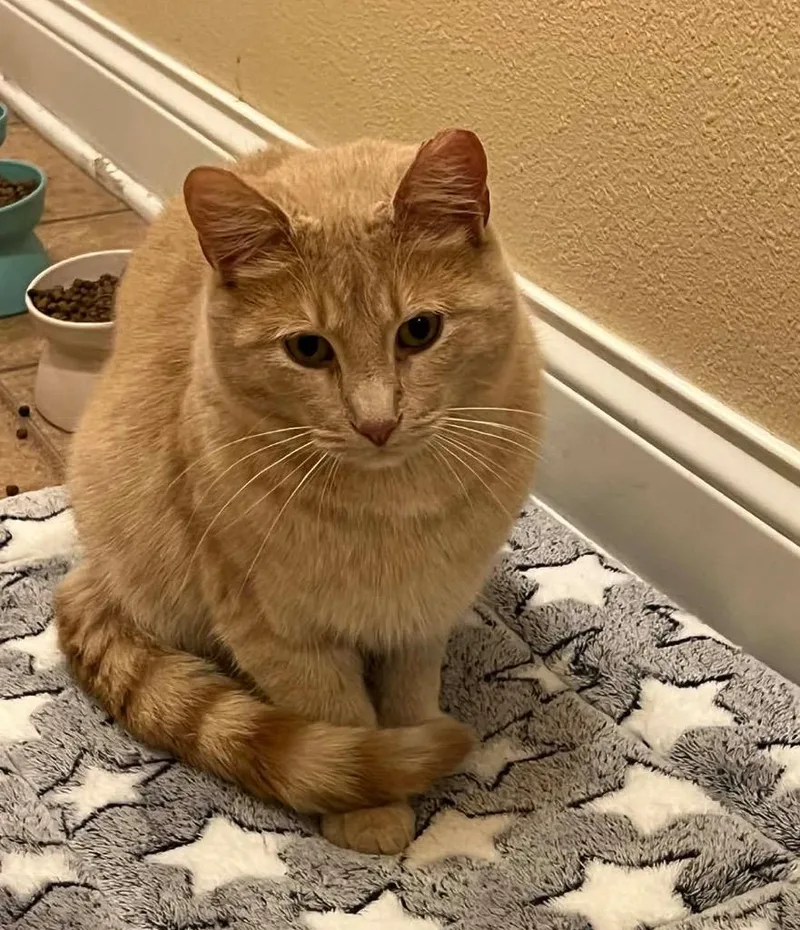 Butterscotch thumbnail 4