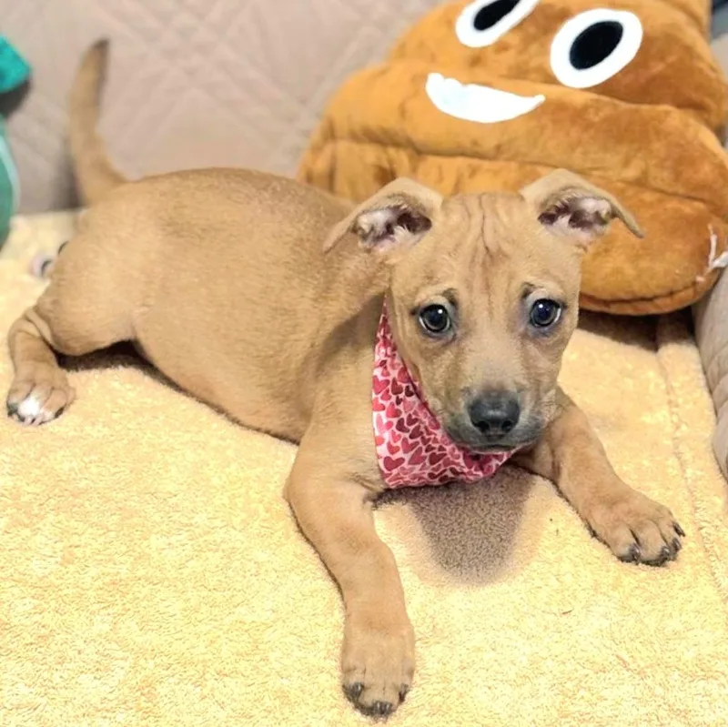 Maggy Magnolia "your Flower thumbnail 2