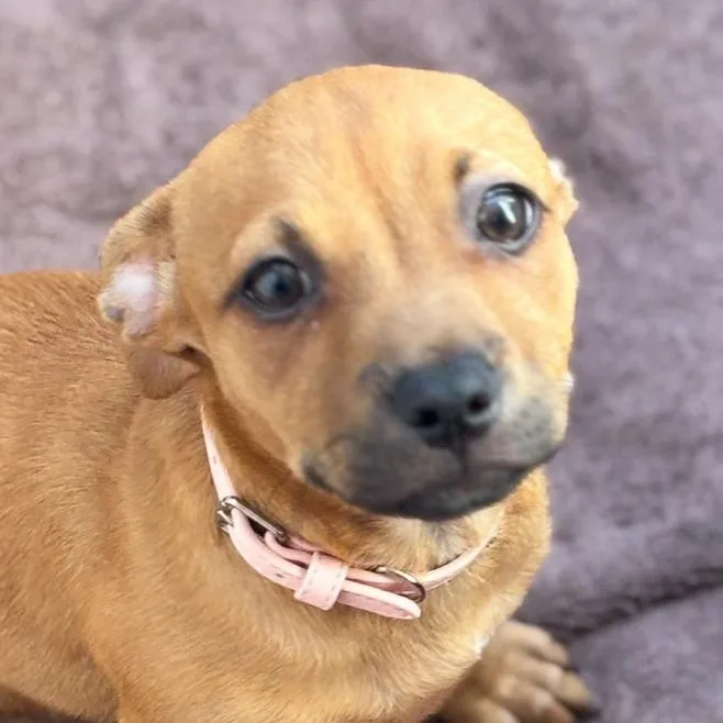 Maggy Magnolia "your Flower thumbnail 3