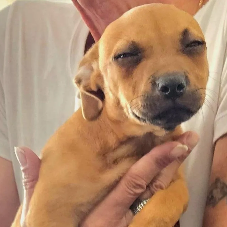 Maggy Magnolia "your Flower thumbnail 4