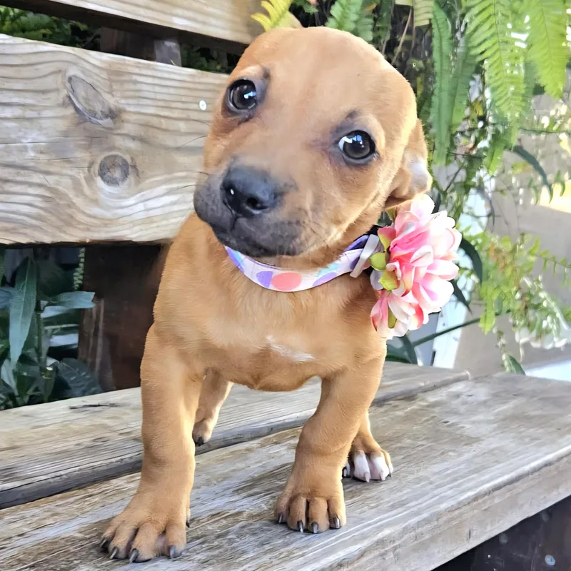 Maggy Magnolia "your Flower thumbnail 5