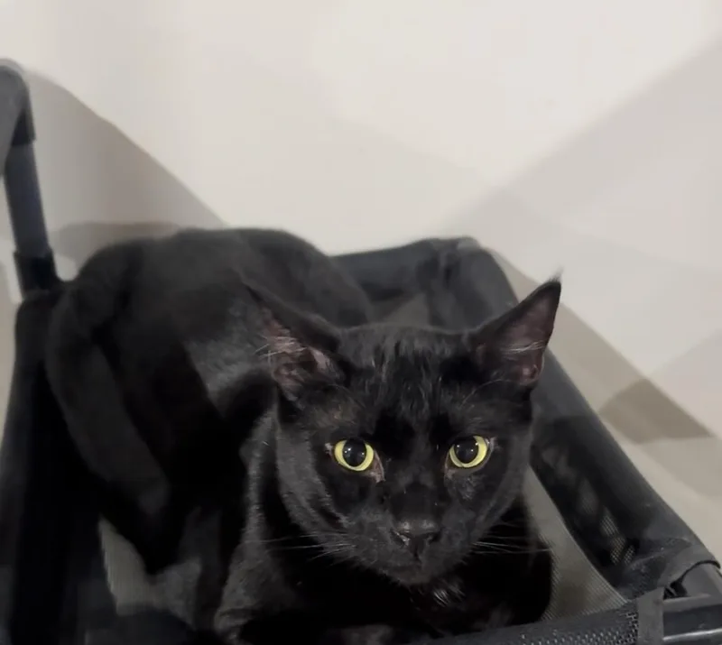 An adult large-sized male Domestic Short Hair cat named Titan for adoption in Pinson, AL