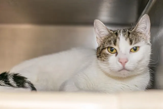 A young small-sized female Domestic Medium Hair cat named Carebear for adoption in Charlotte, NC
