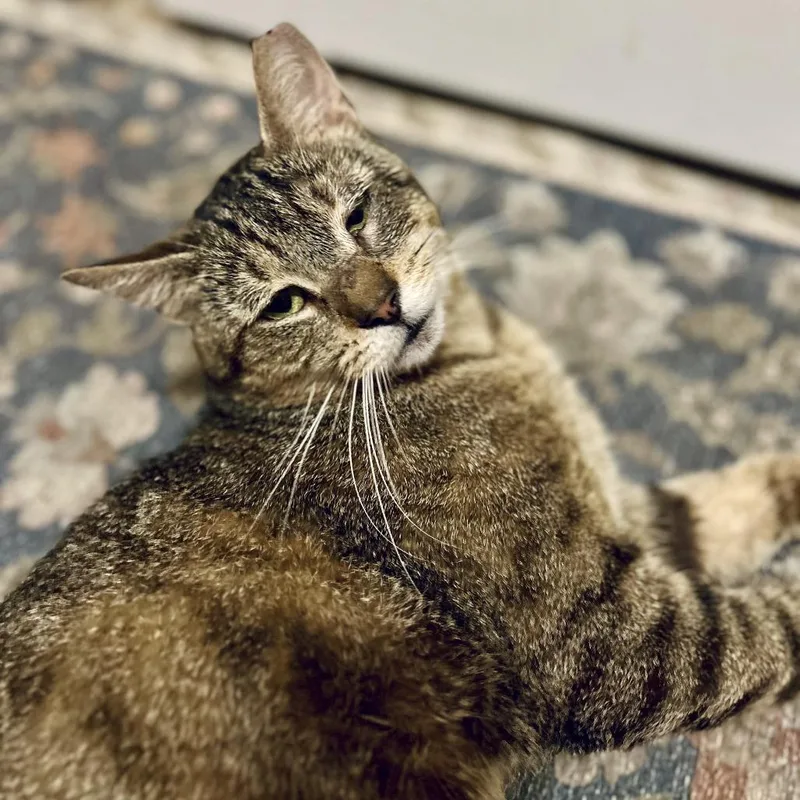 An adult medium-sized male Brown / Chocolate Domestic Short Hair cat named Gravy for adoption in Staten Island, NY