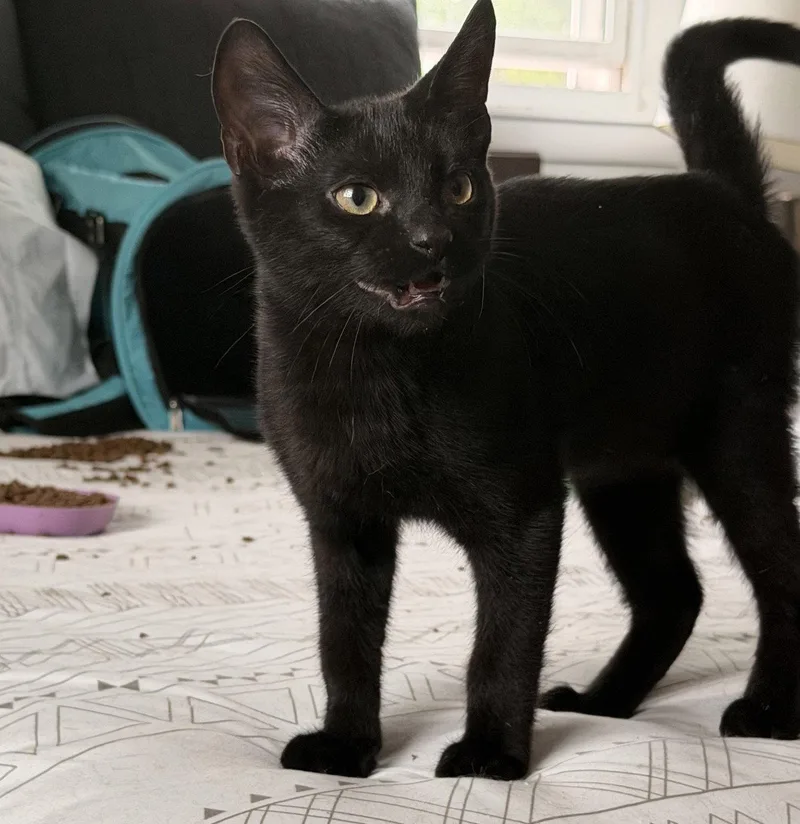 A baby medium-sized male Black Domestic Short Hair cat named Breeze for adoption in Nashville, TN