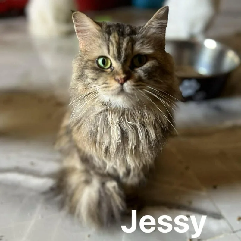 A young medium-sized female Tabby (Brown / Chocolate) Persian cat named Snuggly Persian Jessy for adoption in Woodbridge, VA