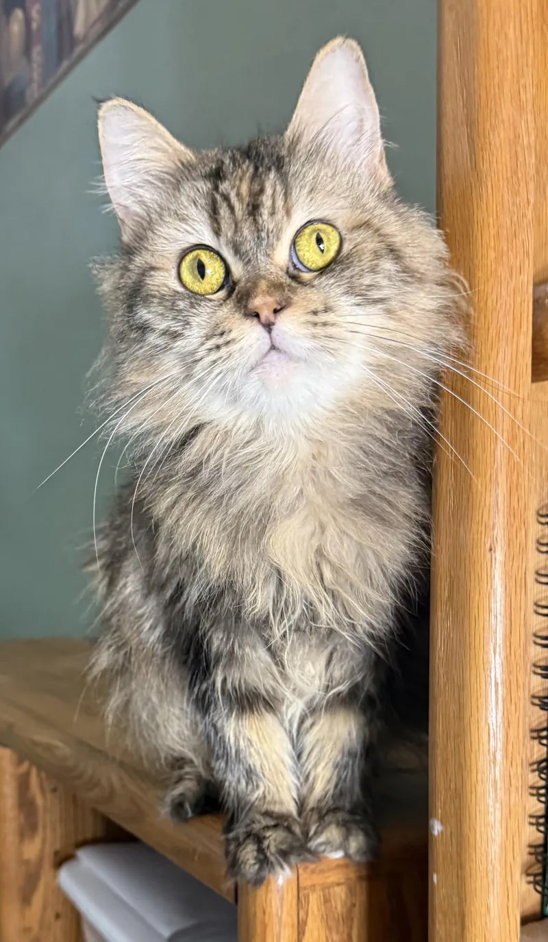 Snuggly Persian Jessy thumbnail 2