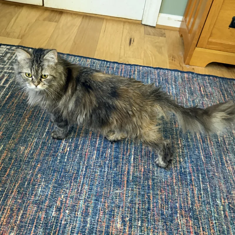 Snuggly Persian Jessy thumbnail 3