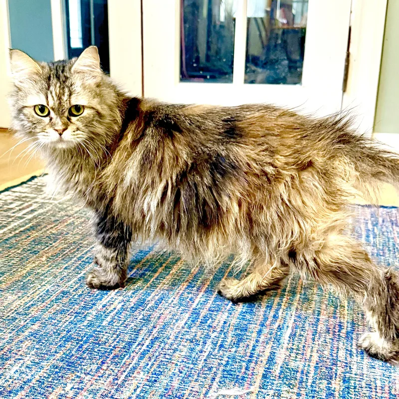 Snuggly Persian Jessy thumbnail 4