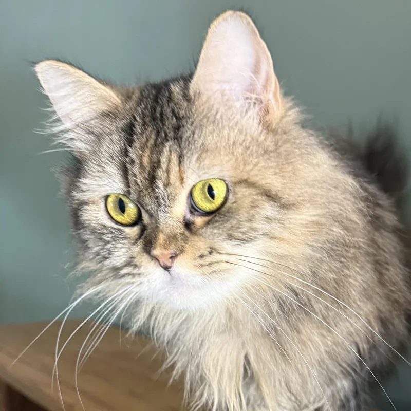 Snuggly Persian Jessy thumbnail 5