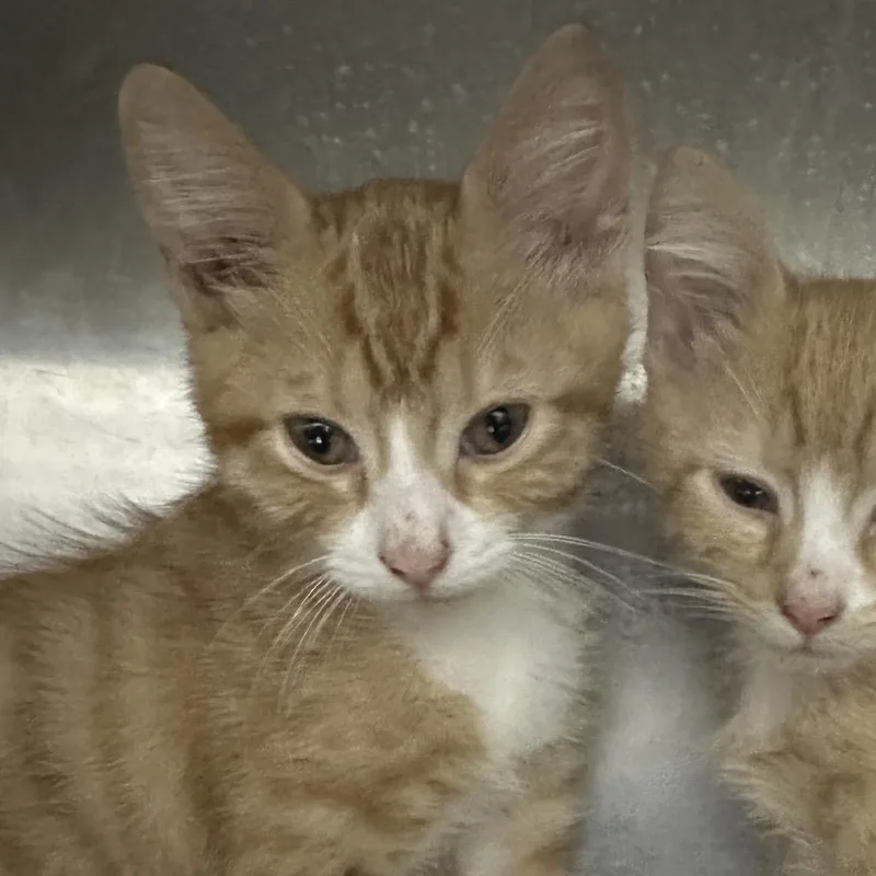A baby small-sized male Domestic Short Hair cat named Orange for adoption in Corbin, KY