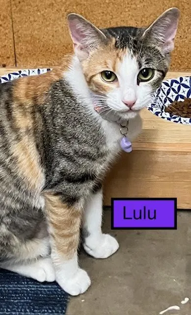 A baby medium-sized female Domestic Short Hair cat named Lulu for adoption in Zimmerman, MN