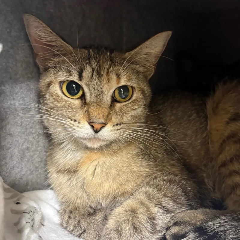 A young medium-sized female Torbie Domestic Short Hair cat named Jamboree for adoption in Fort Lauderdale, FL