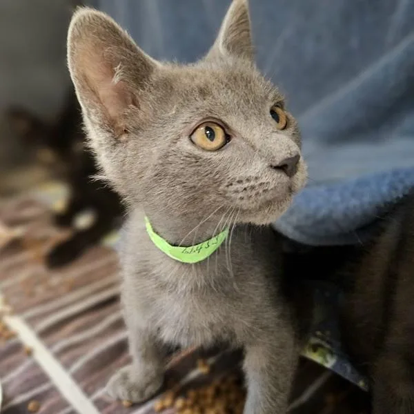 A baby small-sized male Domestic Short Hair cat named Jupiter for adoption in Oakland, CA