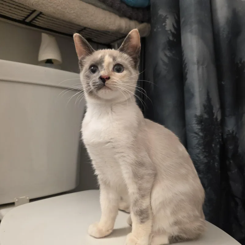 A baby medium-sized female Blue Point Siamese cat named Lilith for adoption in Moriches, NY