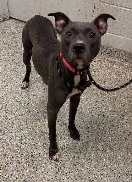 An adult large-sized female Gray / Blue / Silver Pit Bull Terrier dog named Ballerina for adoption in Kansas City, MO
