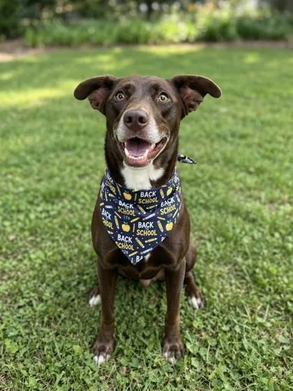 An adult medium-sized male Labrador Retriever dog named Chocolate for adoption in Gulfport, MS