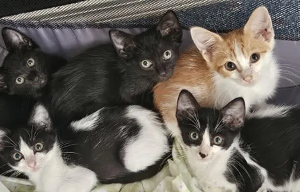 A baby small-sized female Domestic Short Hair cat named Rodri for adoption in Stratham, NH