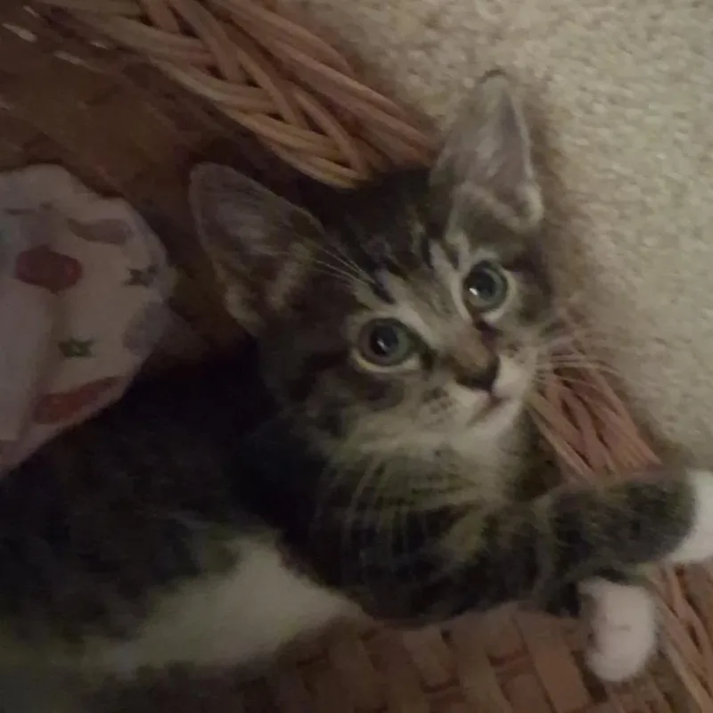 A baby small-sized female Gray / Blue / Silver Domestic Short Hair cat named Helga for adoption in Greensboro, NC