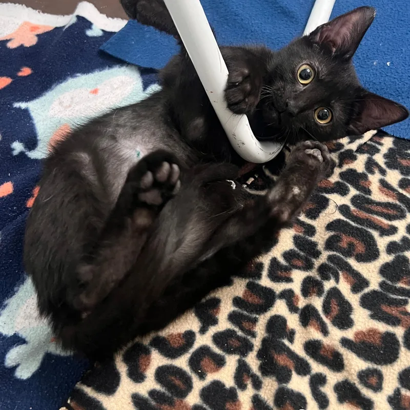 A baby small-sized male Black Domestic Short Hair cat named Phil Somers for adoption in Morrison, CO