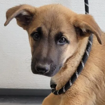A baby small-sized male Brown / Chocolate Mixed Breed dog named Sparkler for adoption in Las Cruces, NM