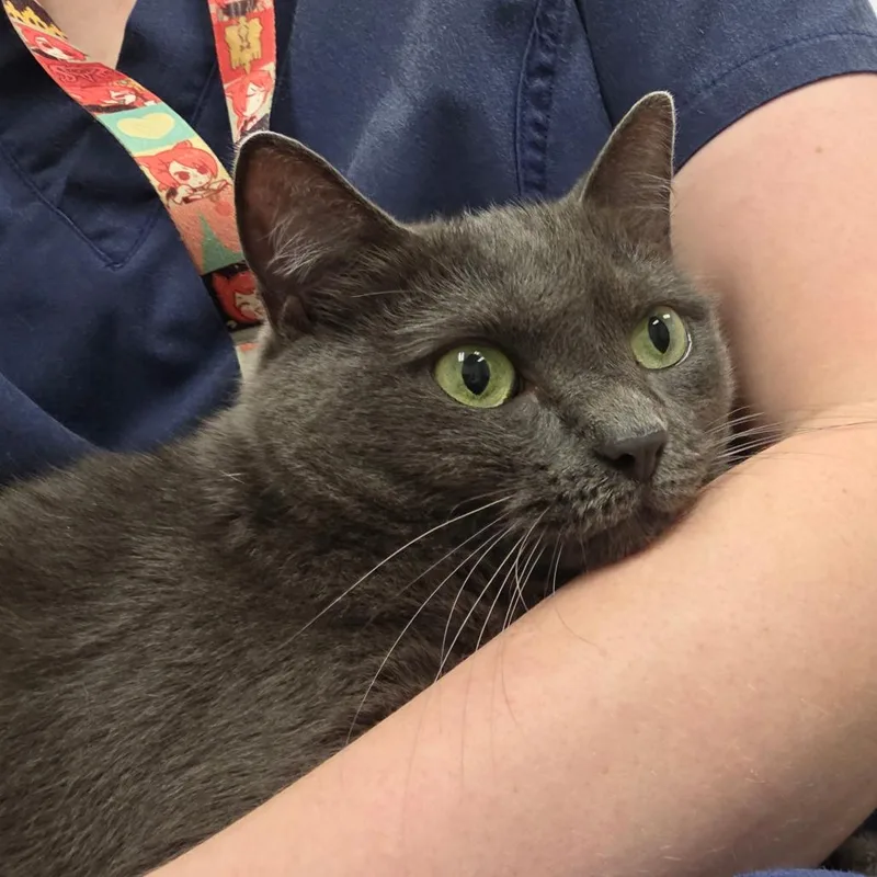 An adult large-sized female Gray / Blue / Silver Domestic Short Hair cat named Priscilla for adoption in Chattanooga, TN