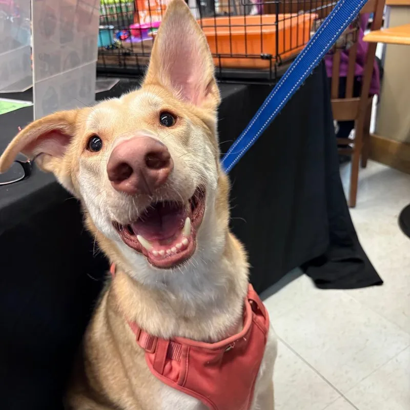 An adult large-sized male German Shepherd Dog dog named Chance for adoption in Crookston, MN
