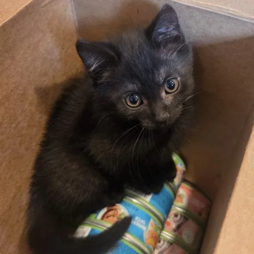A baby small-sized female Bombay cat named Lantern for adoption in Knoxville, TN