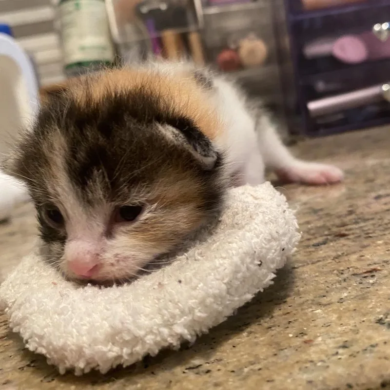 A baby small-sized female Domestic Short Hair cat named Tilly F for adoption in Oklahoma City, OK