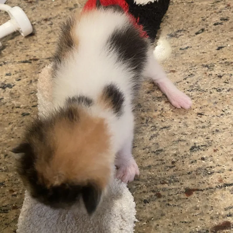 Tilly F thumbnail 2