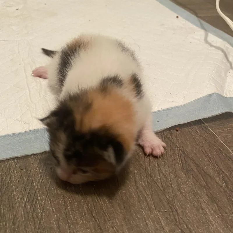 Tilly F thumbnail 4