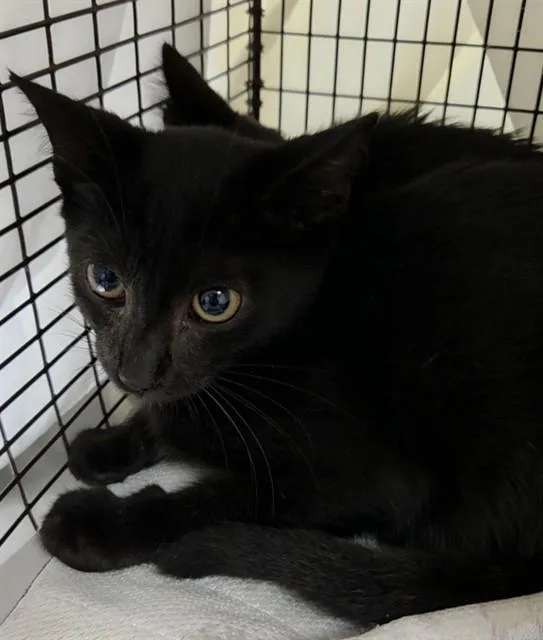 A baby small-sized male Domestic Short Hair cat named Ian for adoption in Fort Lauderdale, FL