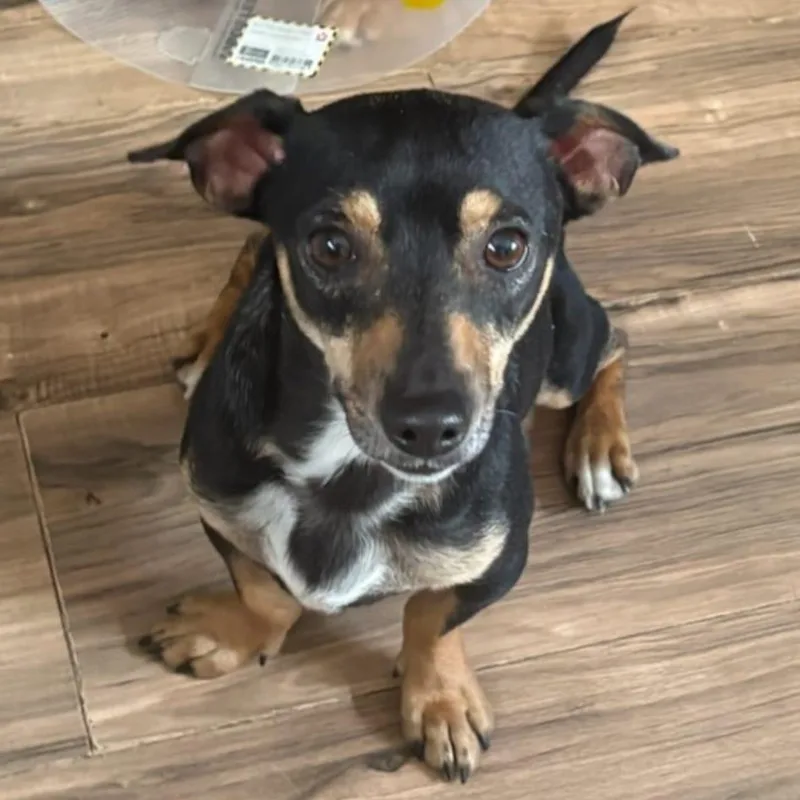 A young small-sized male Chihuahua dog named Teddy for adoption in Yonkers, NY