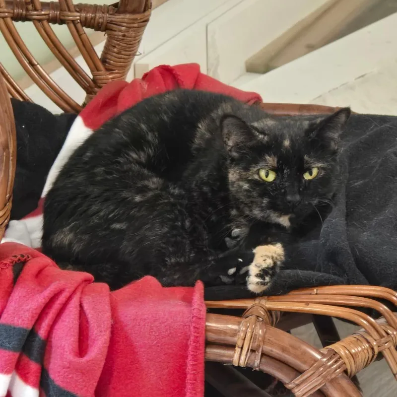 An adult small-sized female Tortoiseshell Domestic Short Hair cat named Gabby for adoption in Goshen, IN