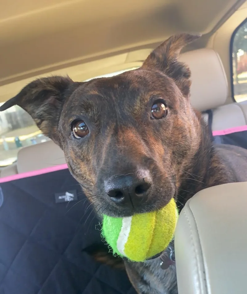 An adult medium-sized female Brindle Terrier dog named Coco for adoption in Longview, TX