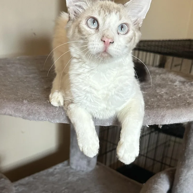 Sb Lynxpoint thumbnail 2