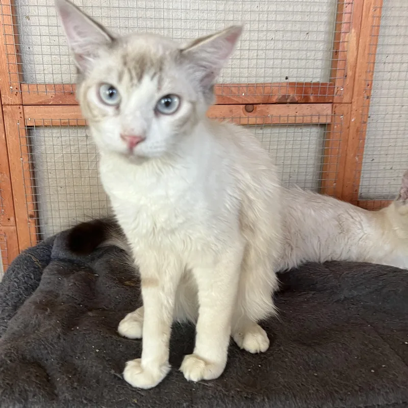 Sb Lynxpoint thumbnail 3