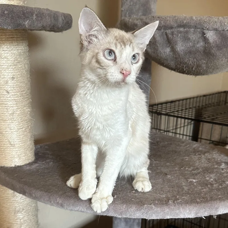 Sb Lynxpoint thumbnail 4