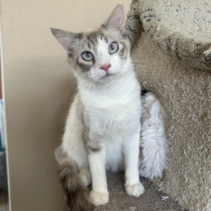 Sb Lynxpoint thumbnail 5