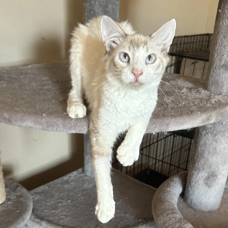 Sb Lynxpoint thumbnail 6