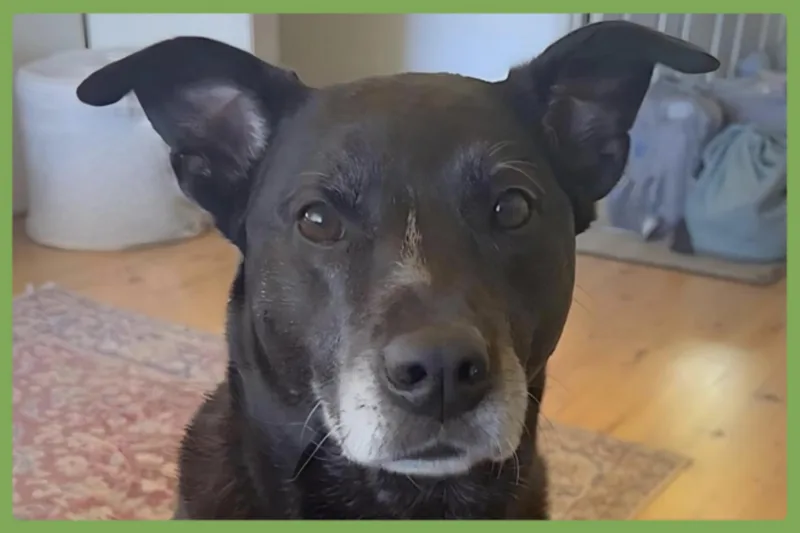 An adult medium-sized female Pit Bull Terrier dog named Nola for adoption in Amherst, MA
