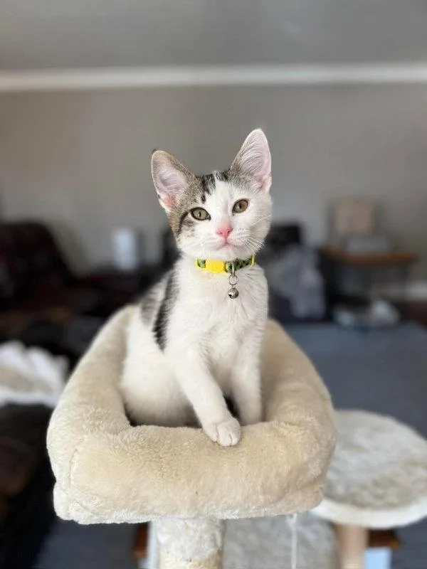 A young medium-sized male Tabby cat named Peanut for adoption in Knoxville, TN