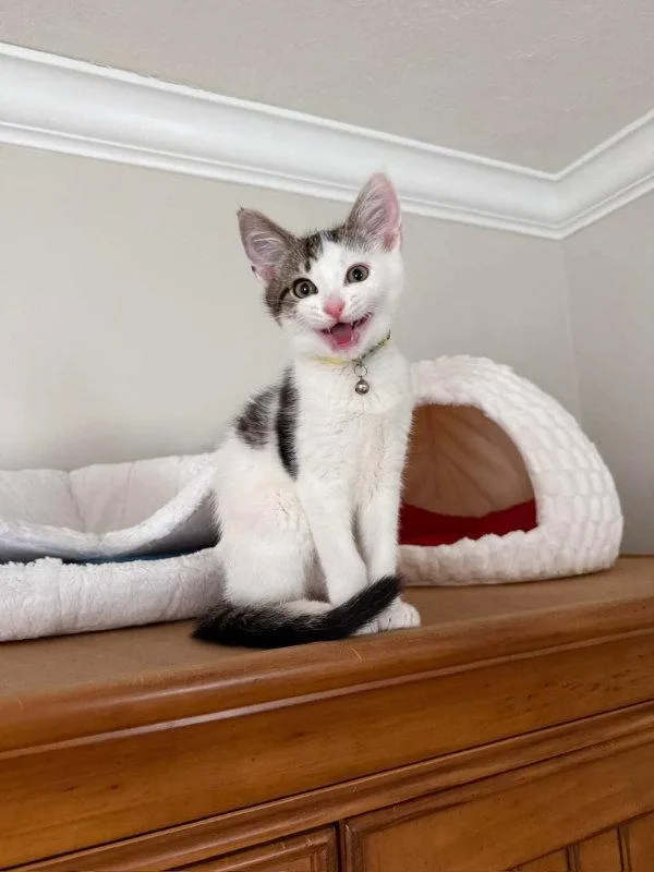 Peanut thumbnail 2